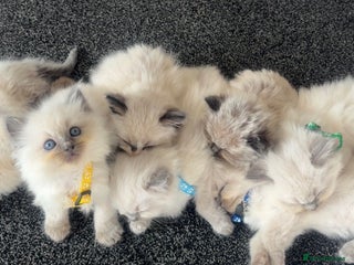 Ragdoll cats - Advert 3