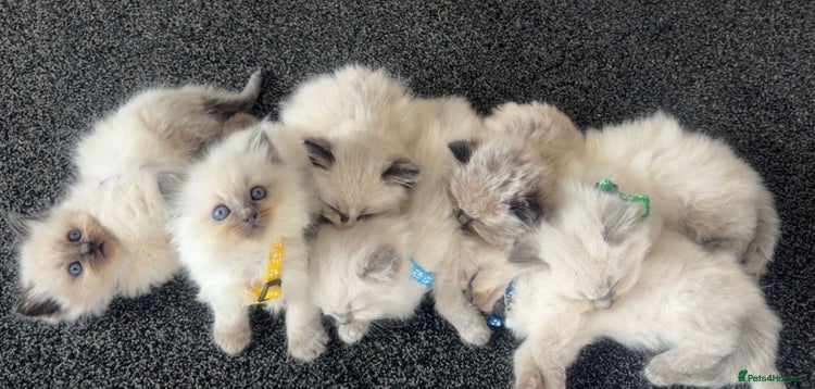 Ragdoll cats - Advert 15