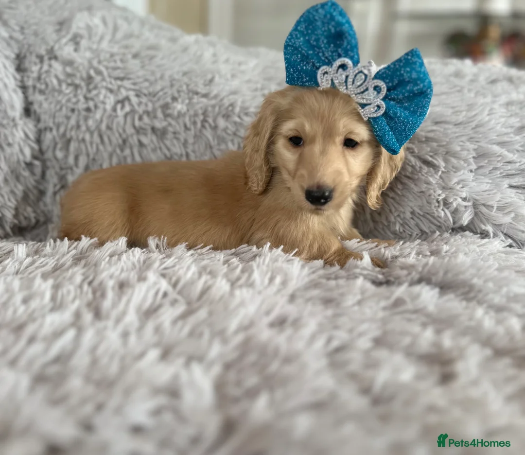 Miniature Dachshund dogs for sale: Adorable KC registers long haired dachshund - Advert 1
