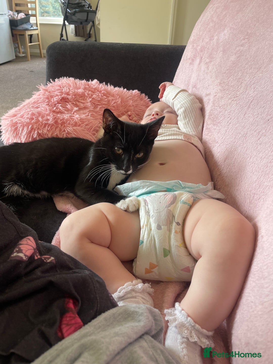 Mixed Breed cats for sale: Female&Male - Image 1