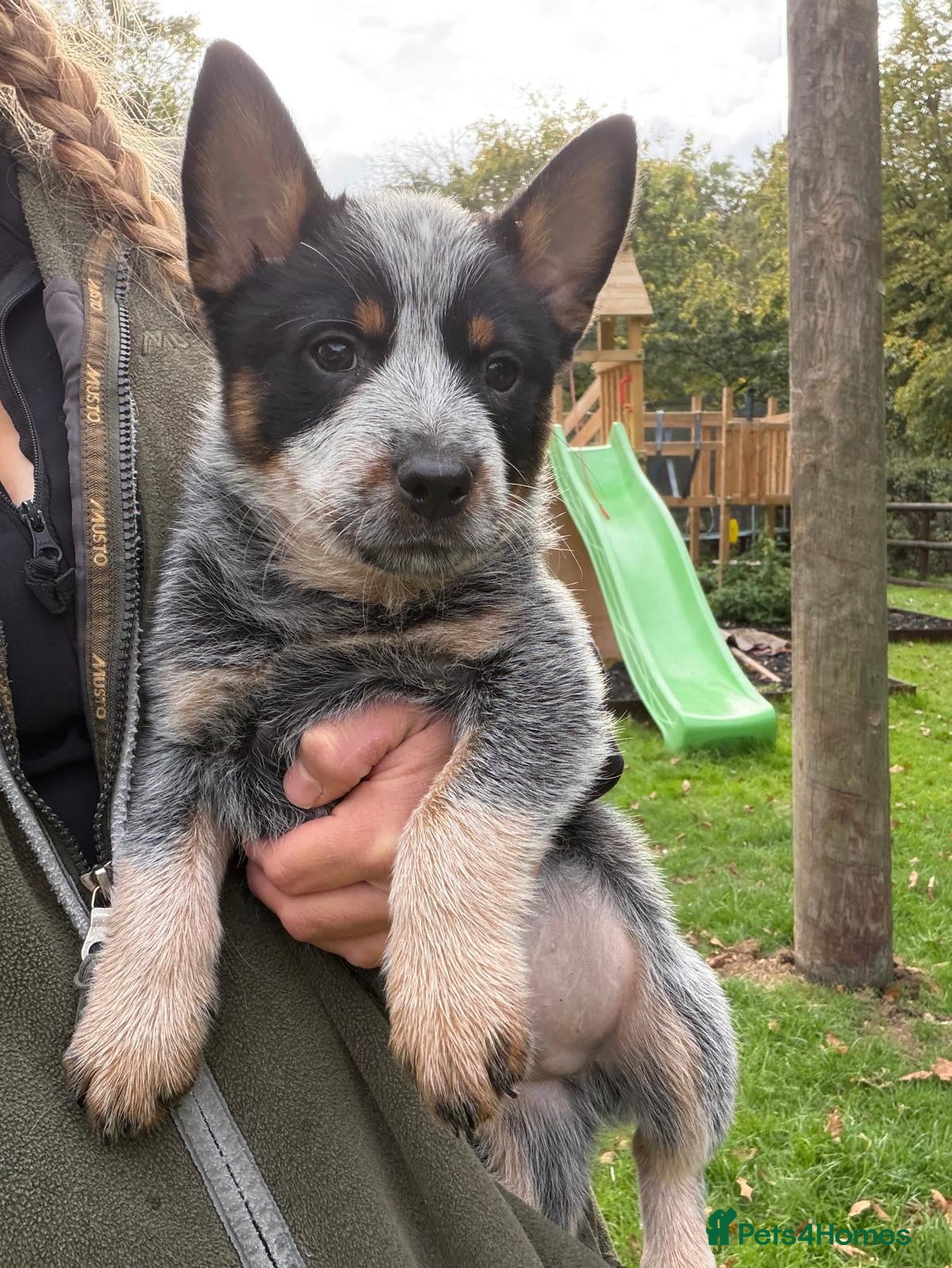 Australian Cattle Dog dogs 4 male Australian cattle dogs - Advert 2