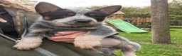 Australian Cattle Dog dogs for sale: 4 male Australian cattle dogs in Marlborough - Advert 2