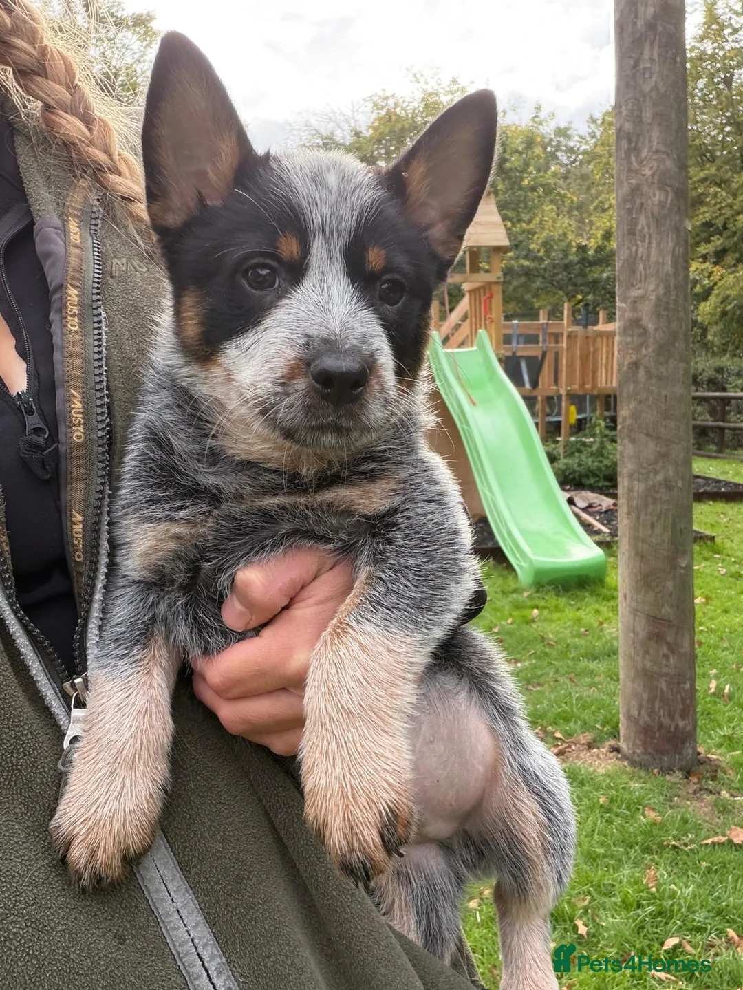 Australian Cattle Dog dogs for sale: 4 male Australian cattle dogs in Marlborough - Advert 2
