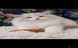 Ragdoll cats for sale: ♥️✨️🏆TICA Top Quality chunky EU Ragdolls✨️♥️ in Slough - Image 4
