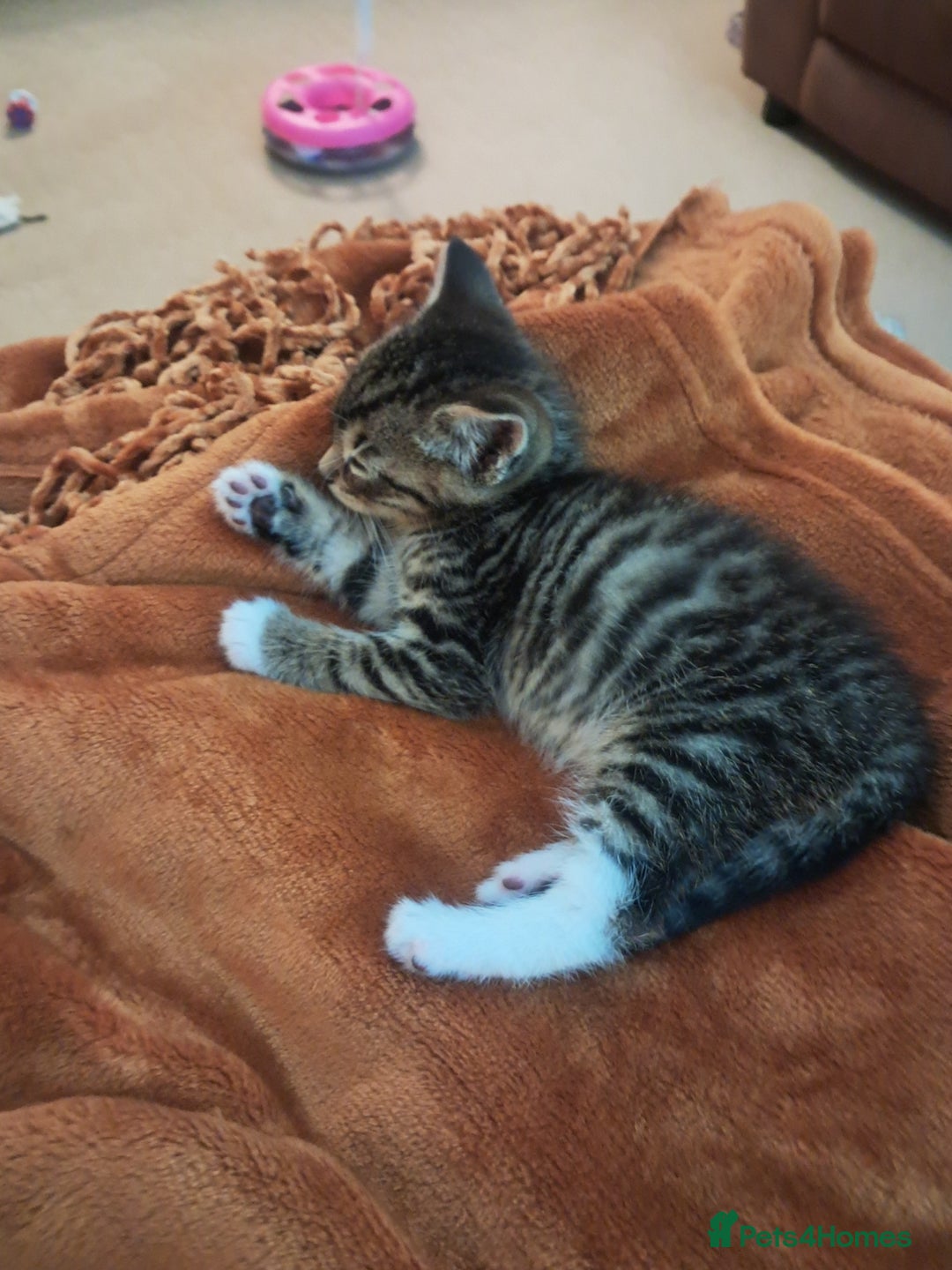 Mixed Breed cats for sale: 3 BEAUTIFUL KITTENS 😸 AVAILABLE STRAIGHT AWAY  - Advert 9