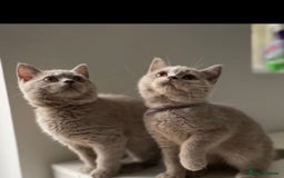 British Shorthair cats for sale: British shorthair kittens(long hair boy left )  - Image 8