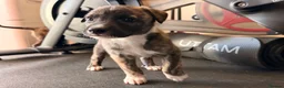 Lurcher dogs for sale: ColliexGreyhoundxwhippet Lurcher Puppies in Gloucester - Advert 15