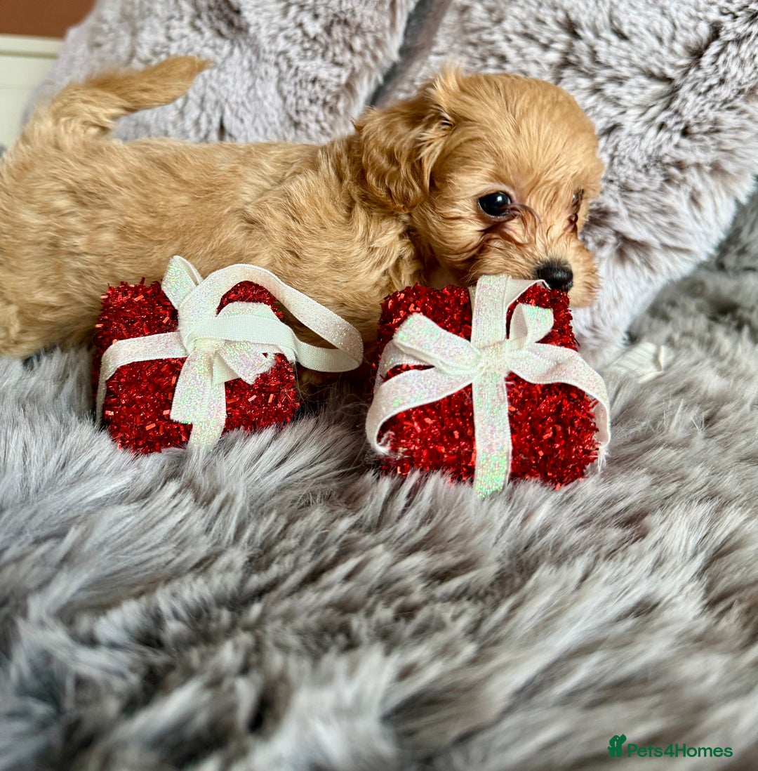 Maltipoo dogs for sale: F1 Beautiful Maltipool Puppies - Advert 25