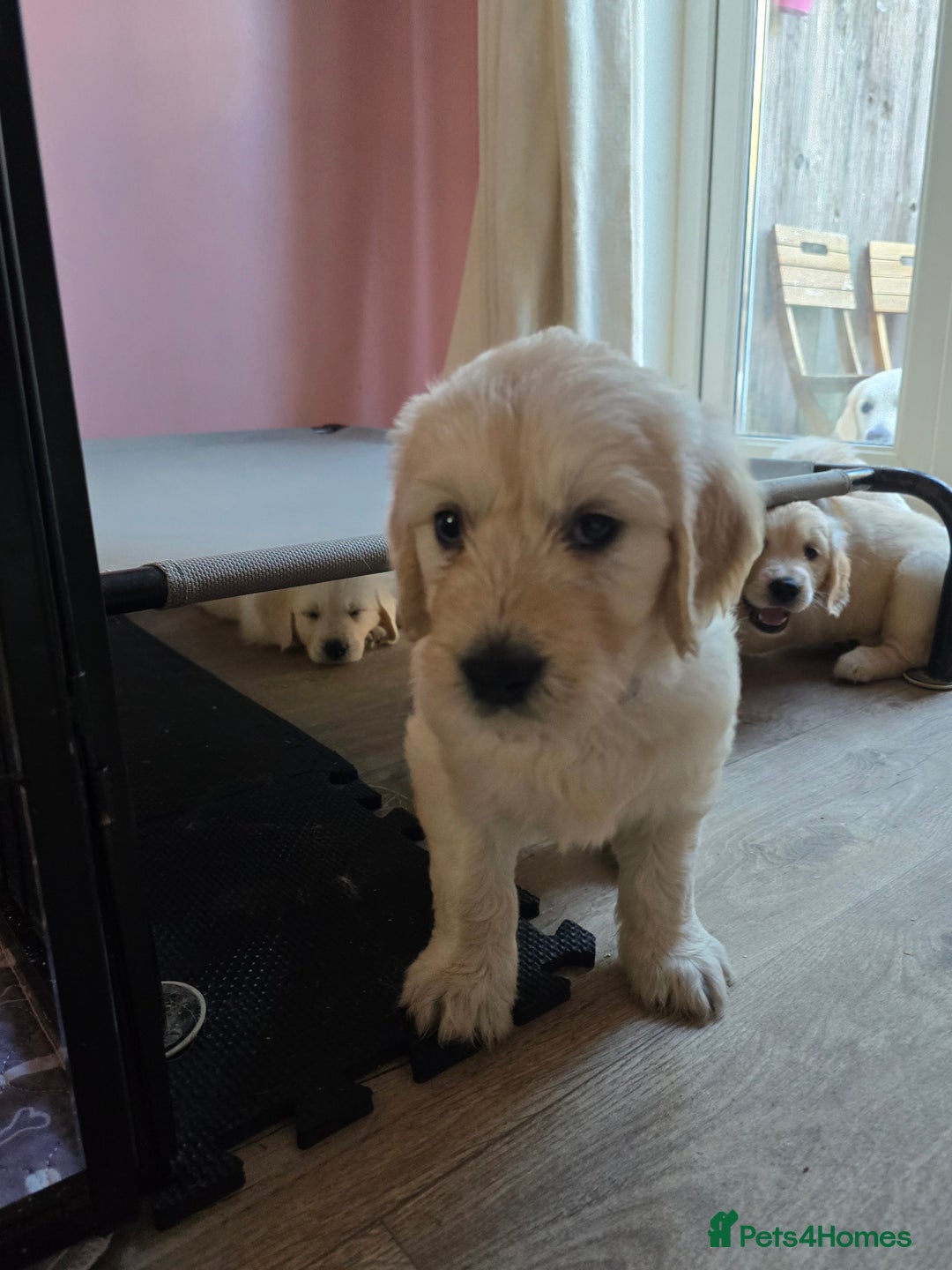 Goldendoodle dogs for sale: Goldendoodle retriever  - Image 31