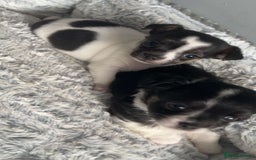 Chihuahua dogs for sale: Ready to leave female chihuahua BOTH vaccines done - Image 12