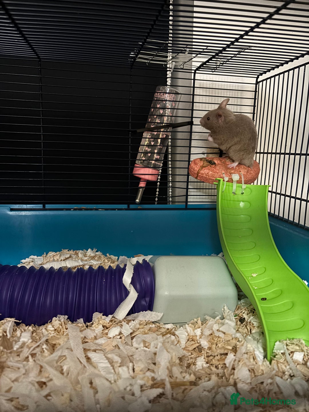 Hamster rodents for sale: Beautiful Grey Hamster COMES WITH EVERYTHING! - Advert 2