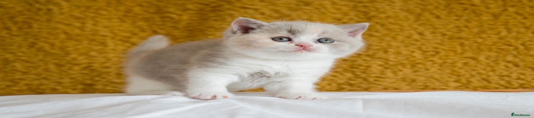 Pearl
