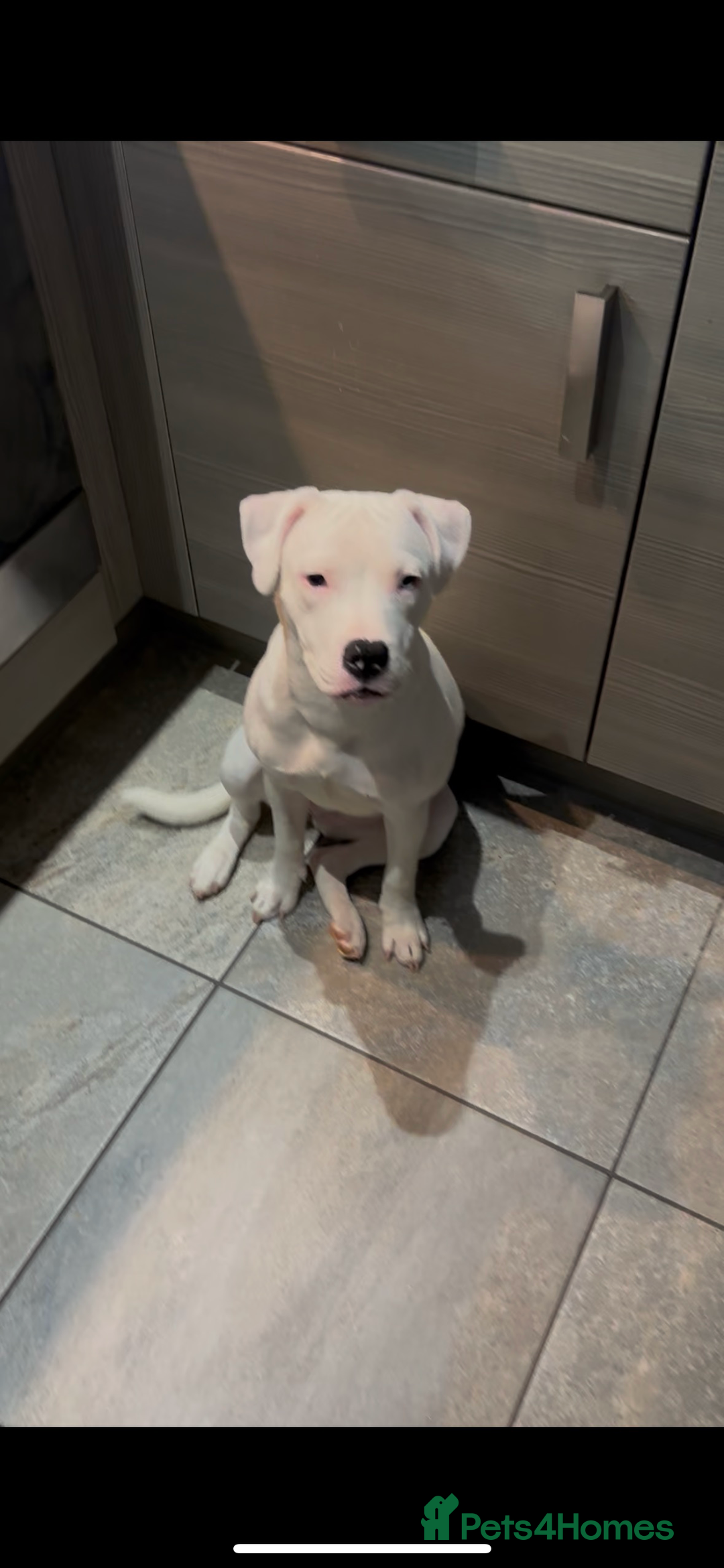 Mixed Breed dogs for sale: Staffy cross for rehome - Advert 2