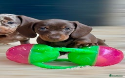 Miniature Dachshund dogs for sale: Miniature Dachshund puppies  - Image 9