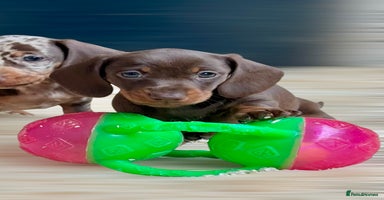 Miniature Dachshund dogs - Advert 9