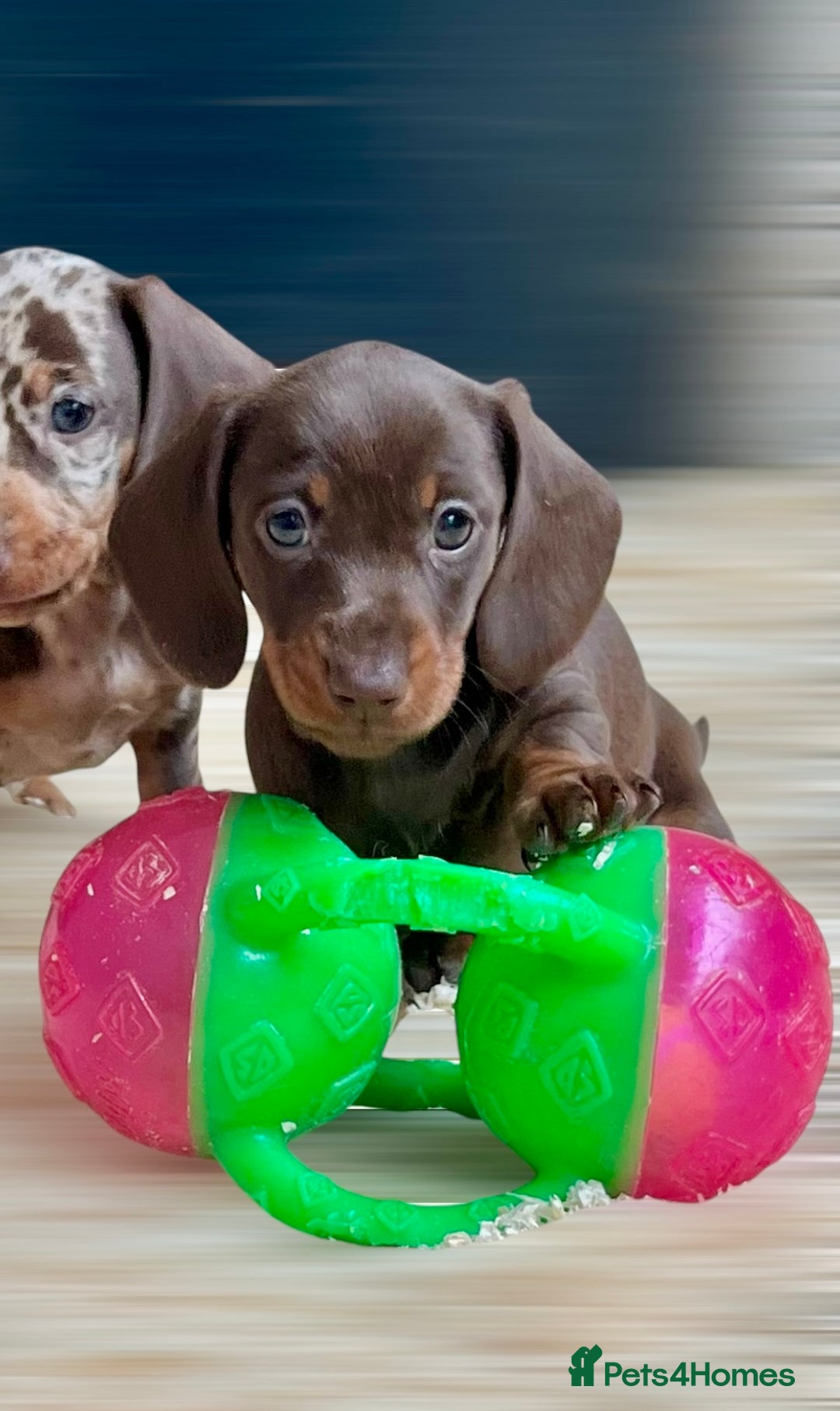 Miniature Dachshund dogs for sale: Miniature Dachshund puppies  - Image 9