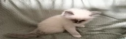 Ragdoll cats for sale: Beautiful pure ragdolls  - Advert 26