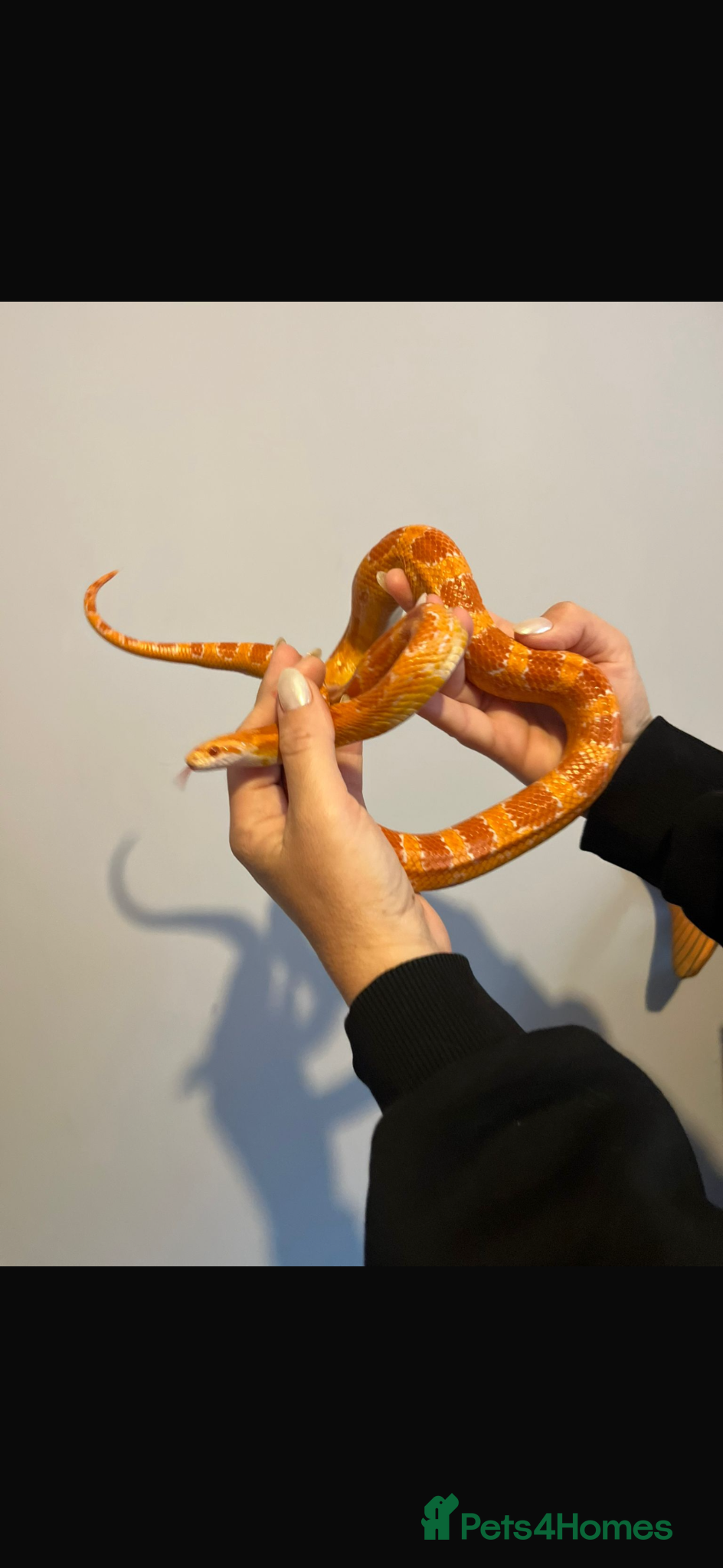 Corn Snake reptiles Lovely friendly corn snake  - Advert 1