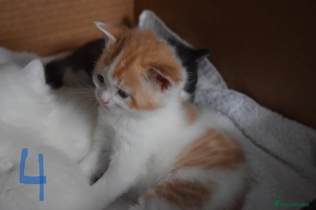 Mixed Breed cats for sale: Fluffy half ragdoll kittens available for sale - Advert 12