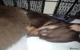Mixed Breed dogs for sale: Pomeranian cross dachshund puppies  - Image 9