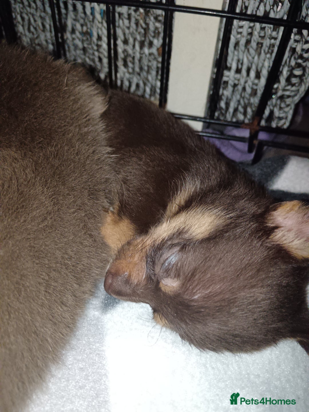Mixed Breed dogs for sale: Pomeranian cross dachshund puppies  - Image 9
