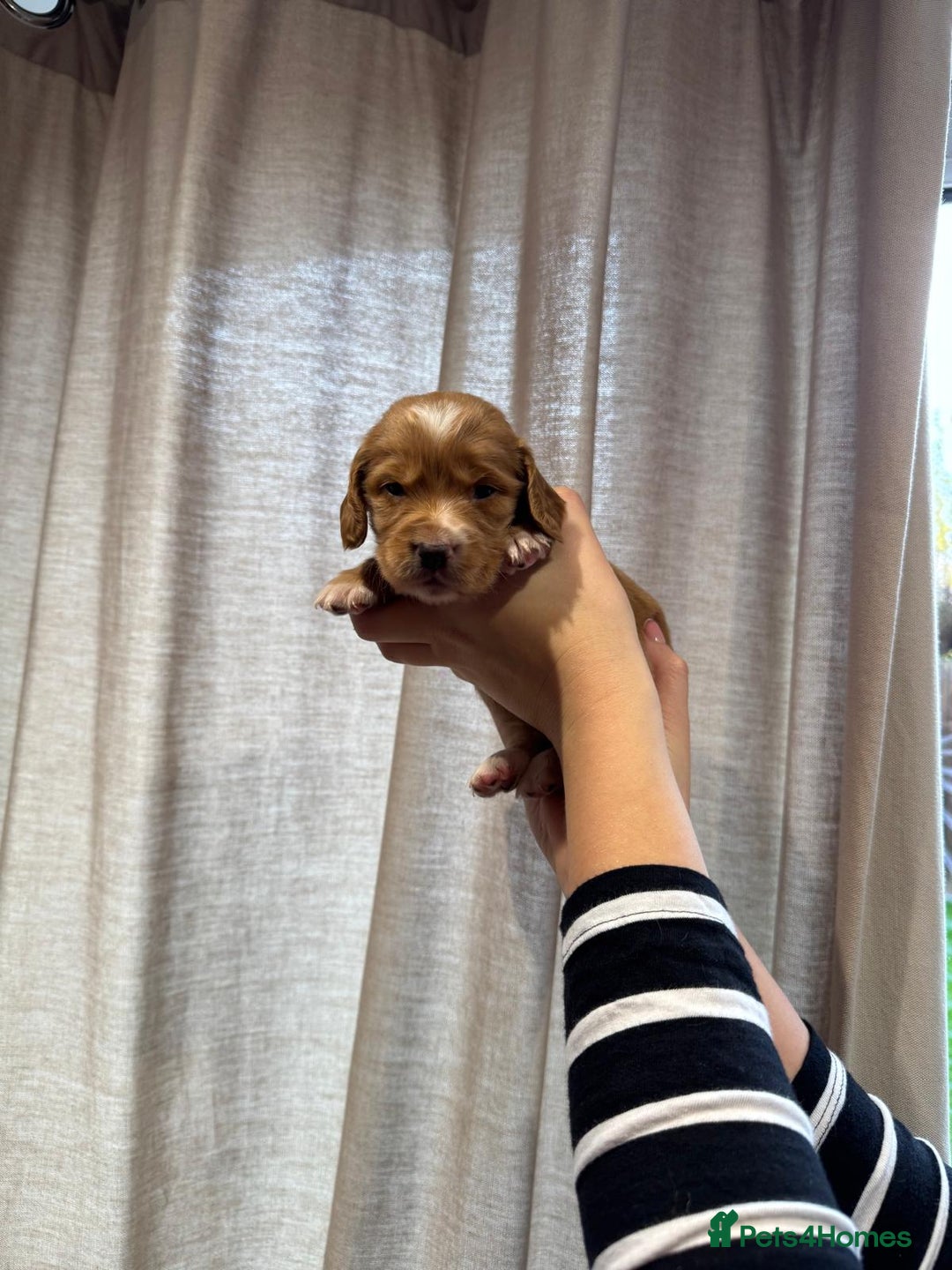 Cocker Spaniel dogs for sale: Golden working Cocker spaniels - Advert 5