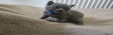 British Shorthair 2