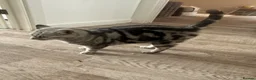 British Shorthair cats for sale: British short hair kittens - Advert 4