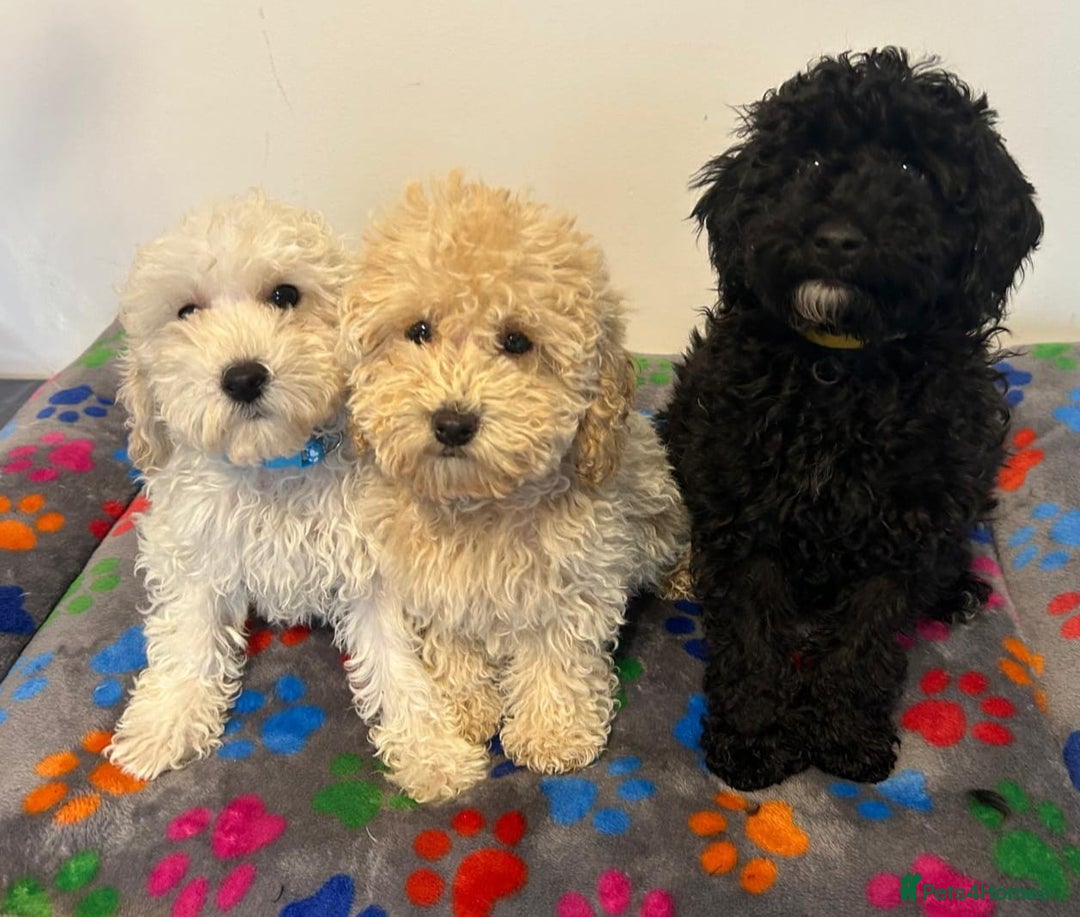 Cavapoo dogs for sale: 🐾 Beautiful F1B Cavapoo Puppies — Ready Now 🐾 - Image 4