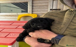 Sproodle dogs for sale: F1 Sproodles for Sale - Image 21