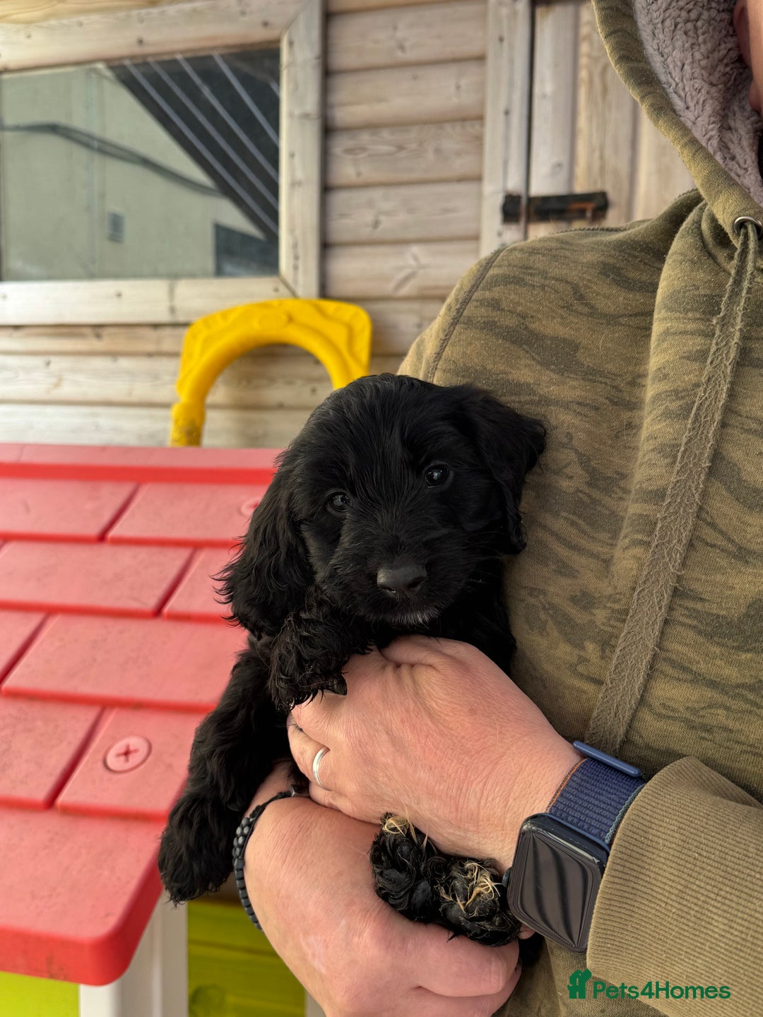 Sproodle dogs for sale: F1 Sproodles for Sale - Image 21