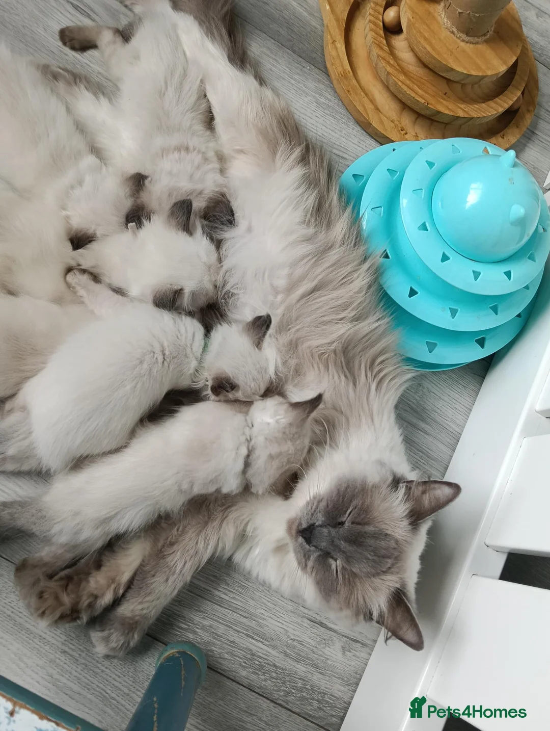 Ragdoll cats for sale: GCCF Registered Ragdoll Kittens  - Advert 2