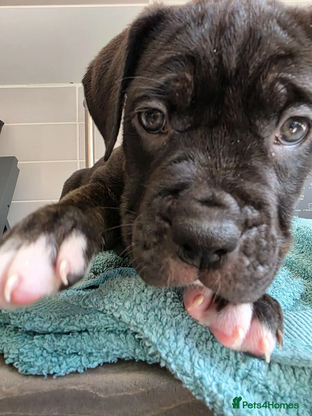 Mixed Breed dogs for sale: Cane corso cross American bulldog  - Advert 2