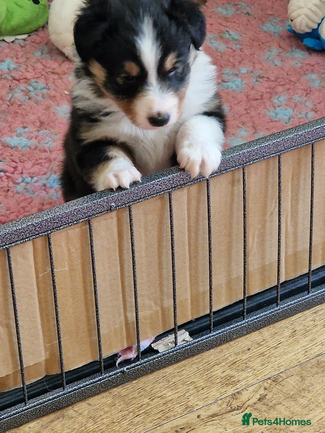 Shetland Sheepdog dogs for sale: Tri-colour puppy boy - Image 7