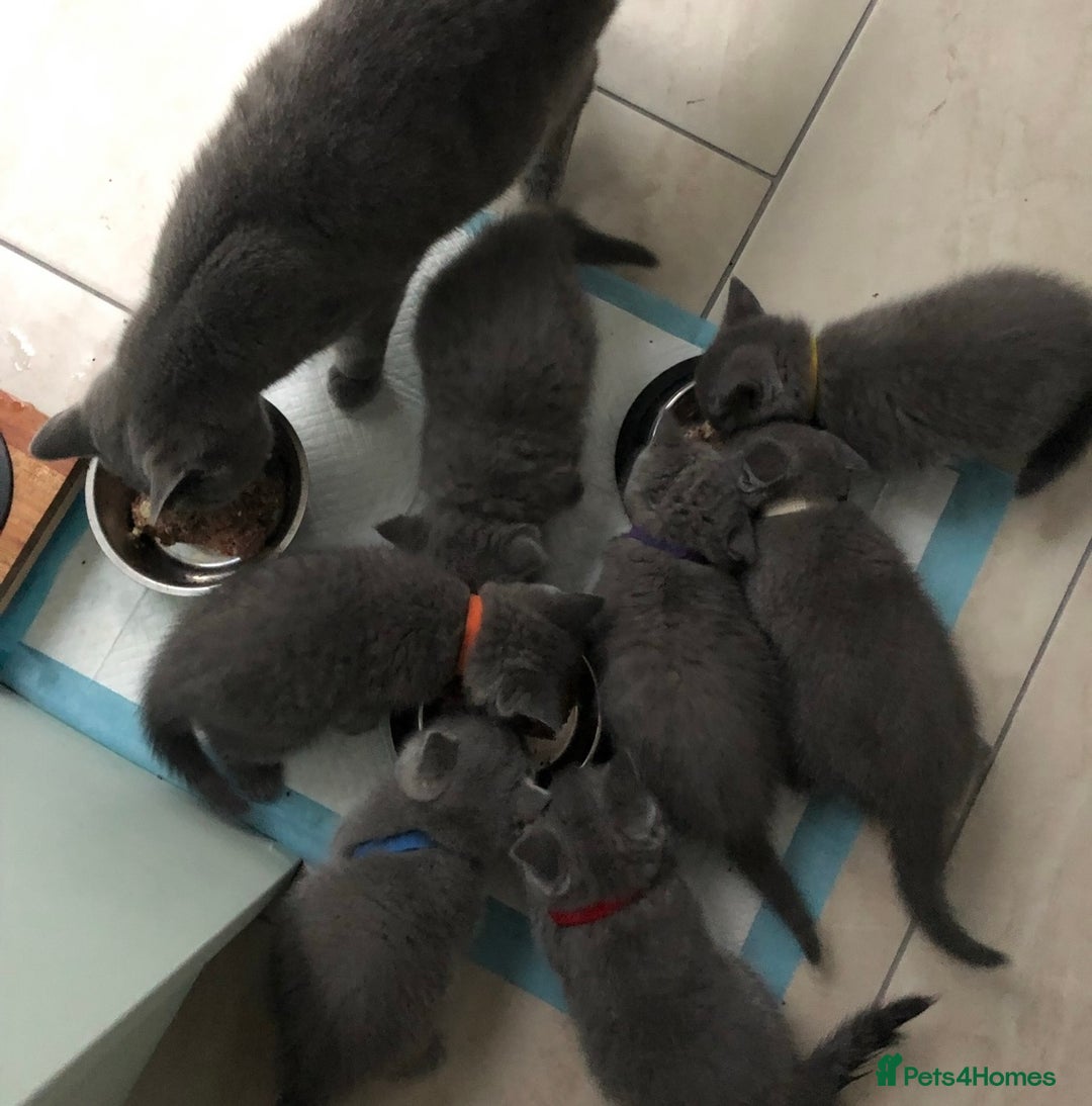 British Shorthair cats for stud:  British Shorthair Stud Services - Meet Dext  - Advert 6