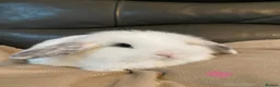 Mini Lop rabbits for sale: Mini lop litter ready soon. - Advert 5