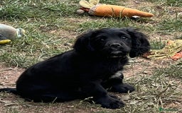 Cavapoo dogs for sale: Super healthy Cavapoo boys.Ready now - Image 5
