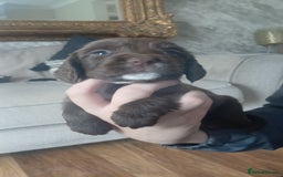Sprocker dogs for sale: Beautiful litter of sprocker puppies - Image 13
