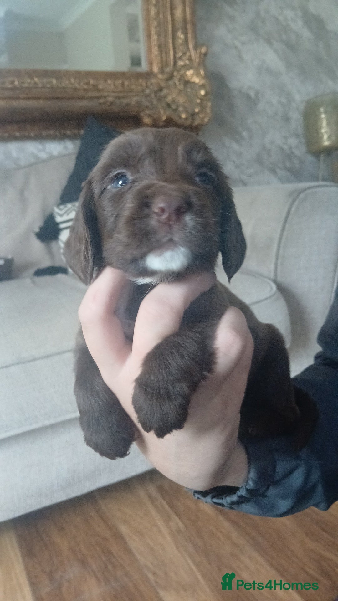 Sprocker dogs for sale: Beautiful litter of sprocker puppies - Image 13