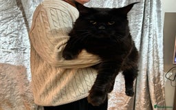 Maine Coon cats for stud: Maincoon Stud  in Bracknell - Image 2