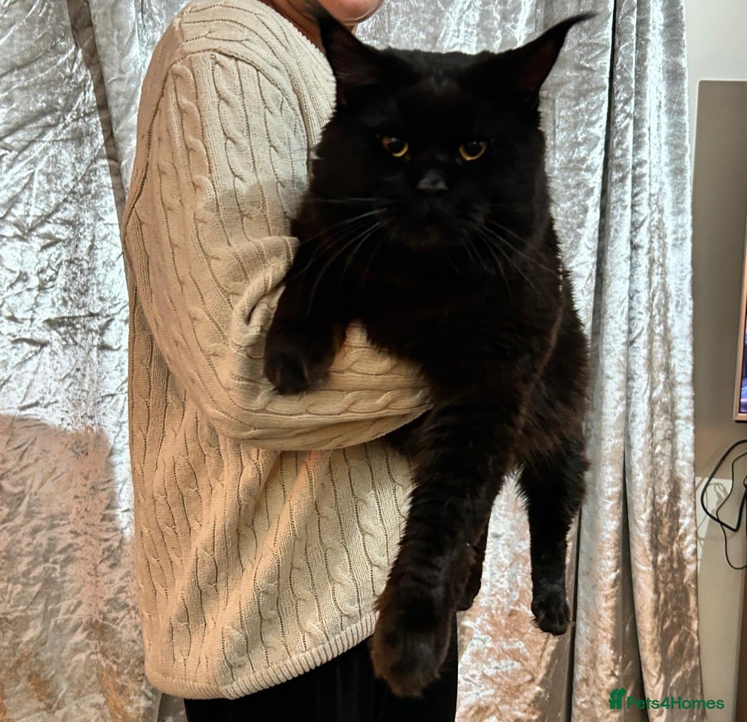 Maine Coon cats for stud: Maincoon Stud  in Bracknell - Image 2