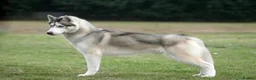 Siberian Husky dogs for sale: Beautiful KC registered Siberian husky  - Advert 6