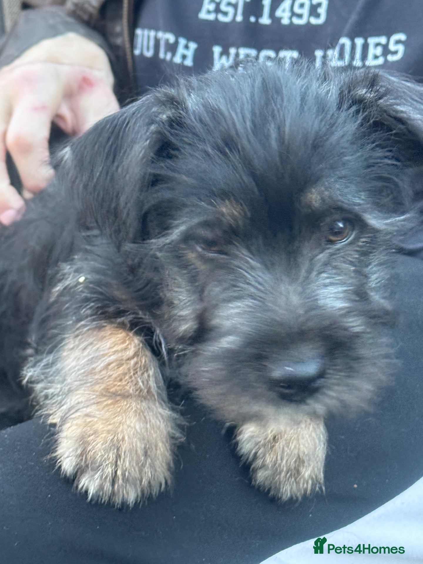Jack Russell dogs for sale: jack Russle puppies - Advert 1