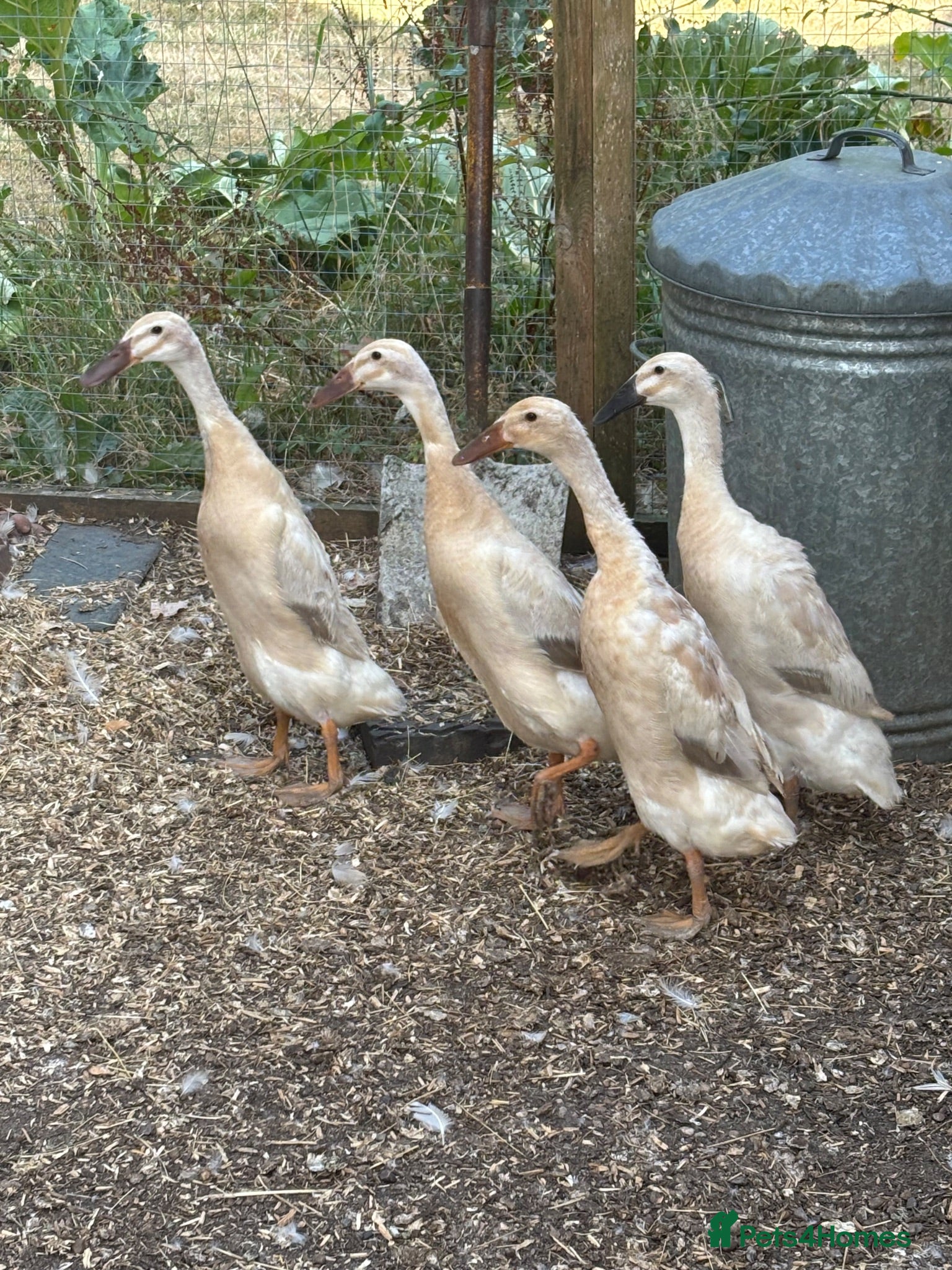Ducks poultry Female runner ducks for sale x 4 (£35 each)  - Advert 1