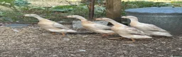 Ducks poultry for sale: Female runner ducks for sale x 4 (£35 each)  - Advert 1