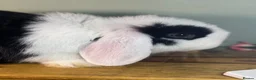 Mini Lop rabbits for sale: Gorgeous, friendly *vaccinated* pure mini lops in Swindon - Advert 15