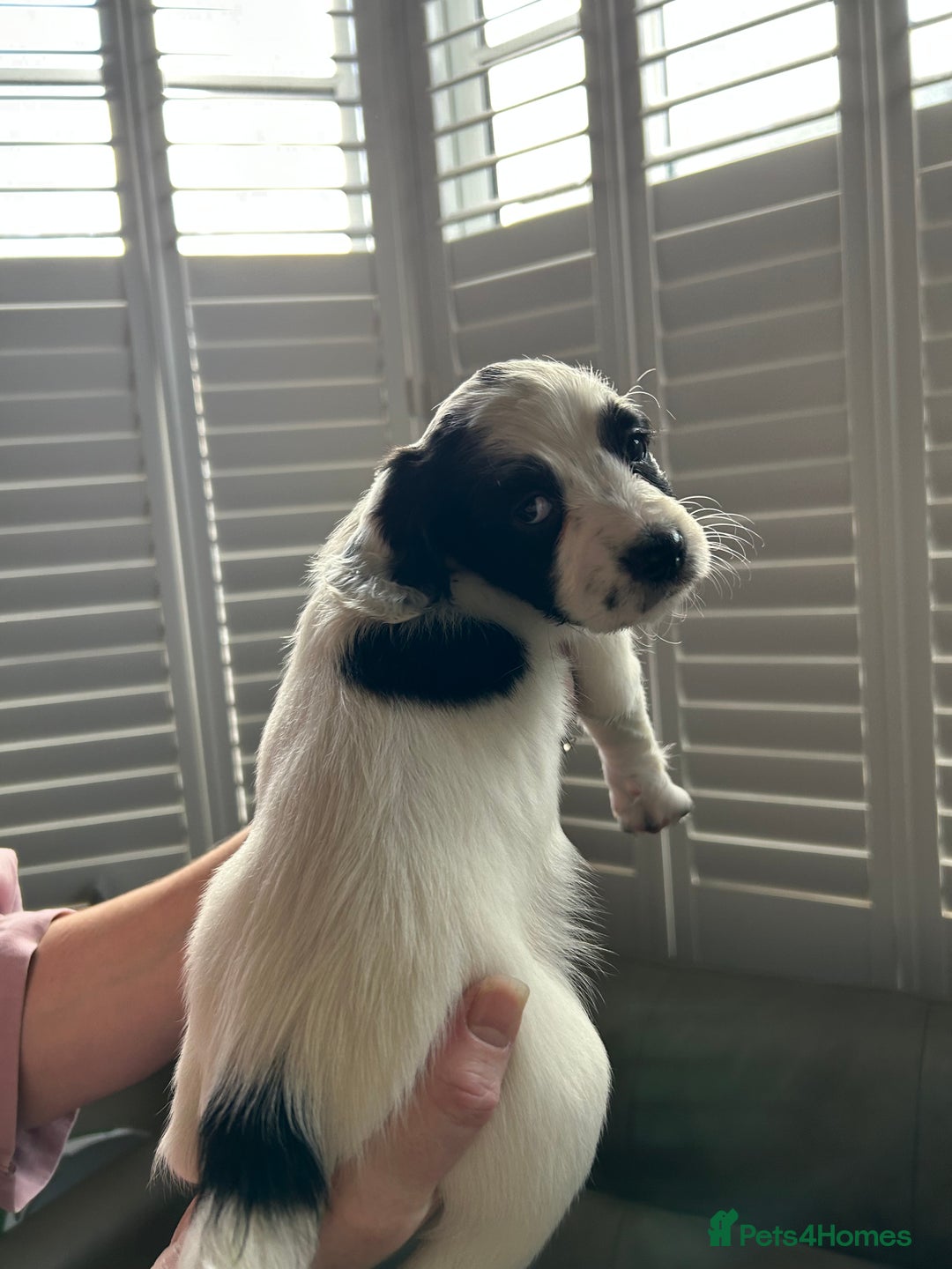 Sprocker dogs for sale: Sprocker puppies - Advert 15