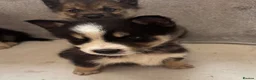 Shepsky dogs for sale: German shepherd cross husky puppy’s  - Advert 9