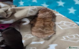 Chow Chow dogs for sale: Rare Chow chow puppies - Image 18