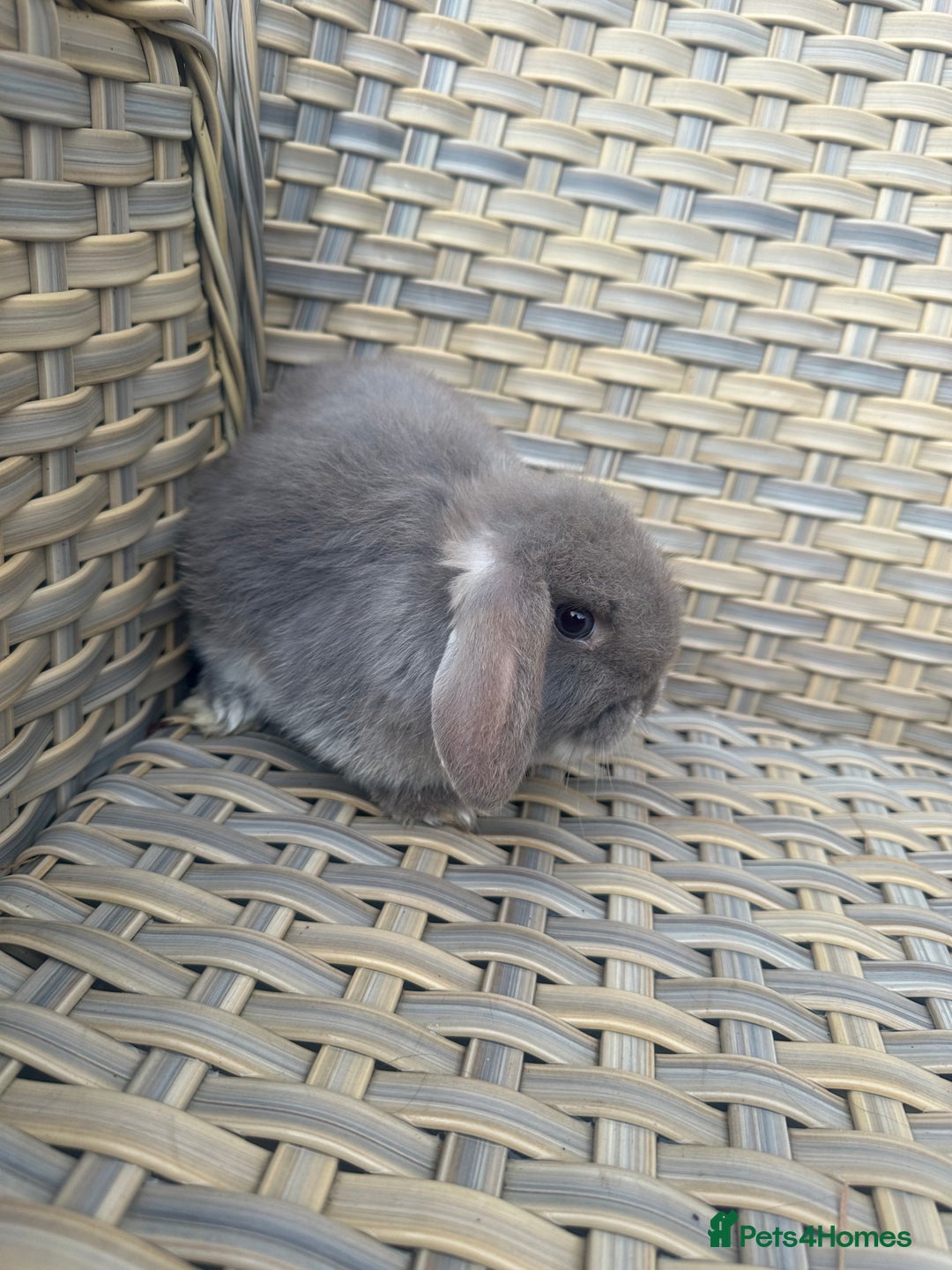 Mini Lop rabbits for sale: 2 Pretty female mini lop sisters. - Advert 3